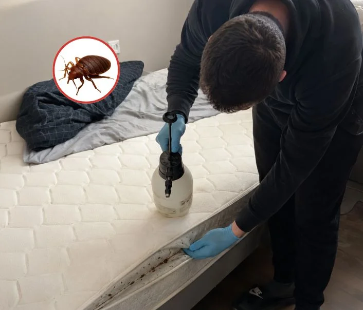 Technicien traitant un matelas contre les punaises de lit à Villeneuve-le-Comte